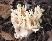 kuřátka sp. - Ramaria sp.