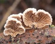 klanolístka obecná - Schizophyllum commune