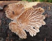 klanolístka obecná - Schizophyllum commune
