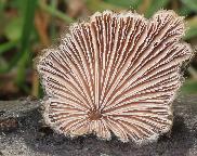klanolístka obecná - Schizophyllum commune