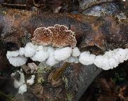 klanolístka obecná - Schizophyllum commune
