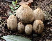 Hnojník Romagnesiho-Coprinopsis romagnesiana