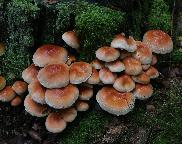 Třepenitka cihlová-Hypholoma lateritium