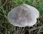 Nejkrásnější klobouk na dostizích v Chuchli