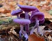 Lakovka ametystová - Laccaria amethystina
