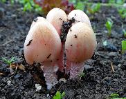 Slzečník koprofilní - Bolbitius coprophilus