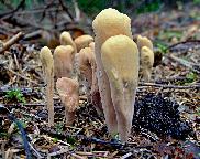 Kyj jazýčkovitý - Clavariadelphus ligula