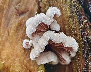 klanolístka obecná - Schizophyllum commune
