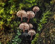 Helmovka korová - Mycena meliigena