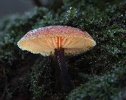 Penízovka sametonohá Flammulina velutipes