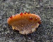 Smolokorka buková Ischnoderma resinosum