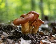 Hlíva klamná Omphalotus illudens