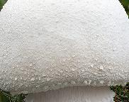 Pečárka honosná Agaricus excellens
