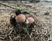 Hřib smrkový - Boletus edulis