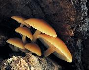 Penízovka sametonohá - Flammulina velutipes