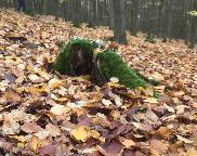 Ženich a nevěsta
