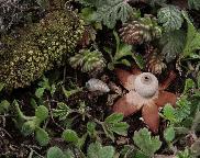 Hvězdovka Pouzarova (Geastrum pouzarii)