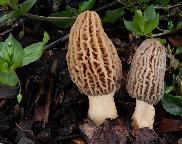 Smrž z okruhu vysokého (Morchella agg. elata)