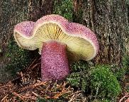 Šafránka červenožlutá (Tricholomopsis rutilans)