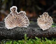 klanolístka obecná - Schizophyllum commune