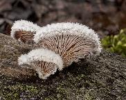 klanolístka obecná - Schizophyllum commune