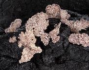klanolístka obecná - Schizophyllum commune