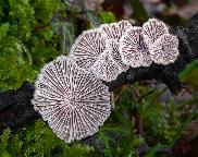 klanolístka obecná - Schizophyllum commune
