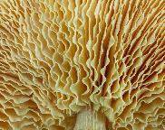 Třepenitka svazčitá (Hypholoma fasciculare)