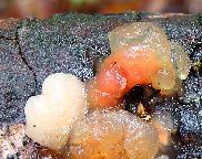 rosolovka průsvitná - Tremella encephala