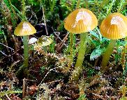 voskovka papouščí - Gliophorus psittacinus