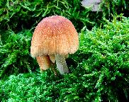 hnojník třpytivý - Coprinellus micaceus