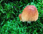 hnojník třpytivý - Coprinellus micaceus