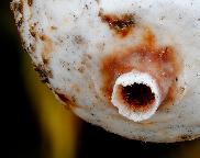 palečka zimní - Tulostoma brumale