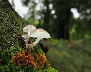 slizečka porcelánová - Mucidula mucida