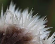 plesňák čekankový - Thelephora penicillata