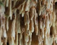 kornatec dlouhozubý - Deviodontia pilaecystidiata