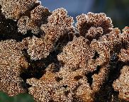 klanolístka obecná - Schizophyllum commune