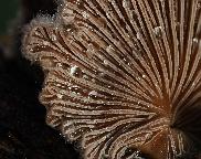 klanolístka obecná - Schizophyllum commune