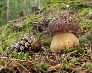 Hřib borový (Boletus pinophilus)