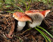 Slizák růžový (Gomphidius roseus)