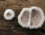 klanolístka obecná - Schizophyllum commune