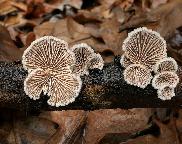 klanolístka obecná - Schizophyllum commune