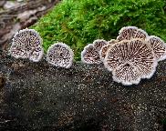 klanolístka obecná - Schizophyllum commune
