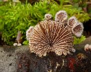 klanolístka obecná - Schizophyllum commune