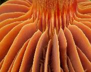 Voskovka granátová (Hygrocybe punicea)
