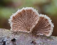 klanolístka obecná - Schizophyllum commune