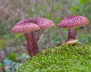 Tricholomopsis rutilans – šafránka červenožlutá