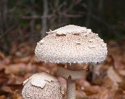 Macrolepiota konradii - bedla Konradova