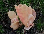 Otidea onotica – ouško kornoutovité