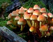 Třepenitka svazčitá - Hypholoma fasciculare
